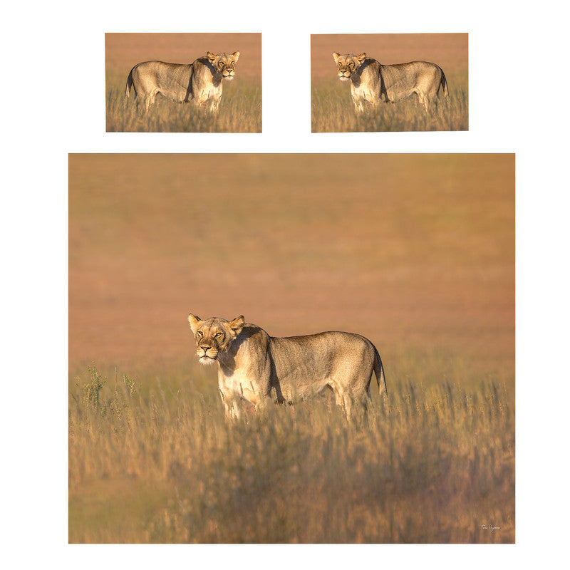 Lioness Kgalagadi Duvet Cover Set by Fanie Heymans