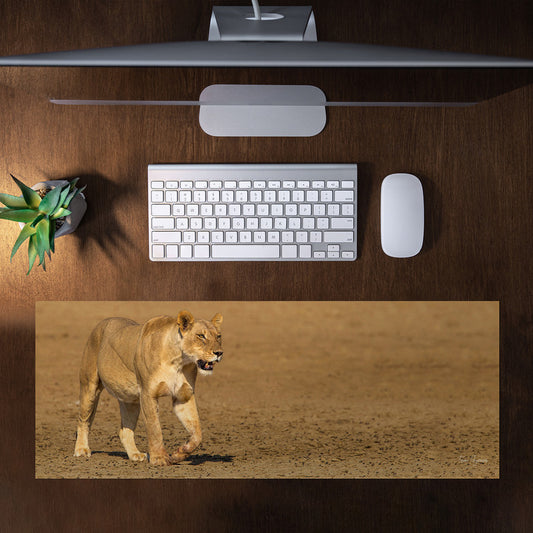 Lioness Strolling in Nossob River Bed Large Desk Pad By Fanie Heymans