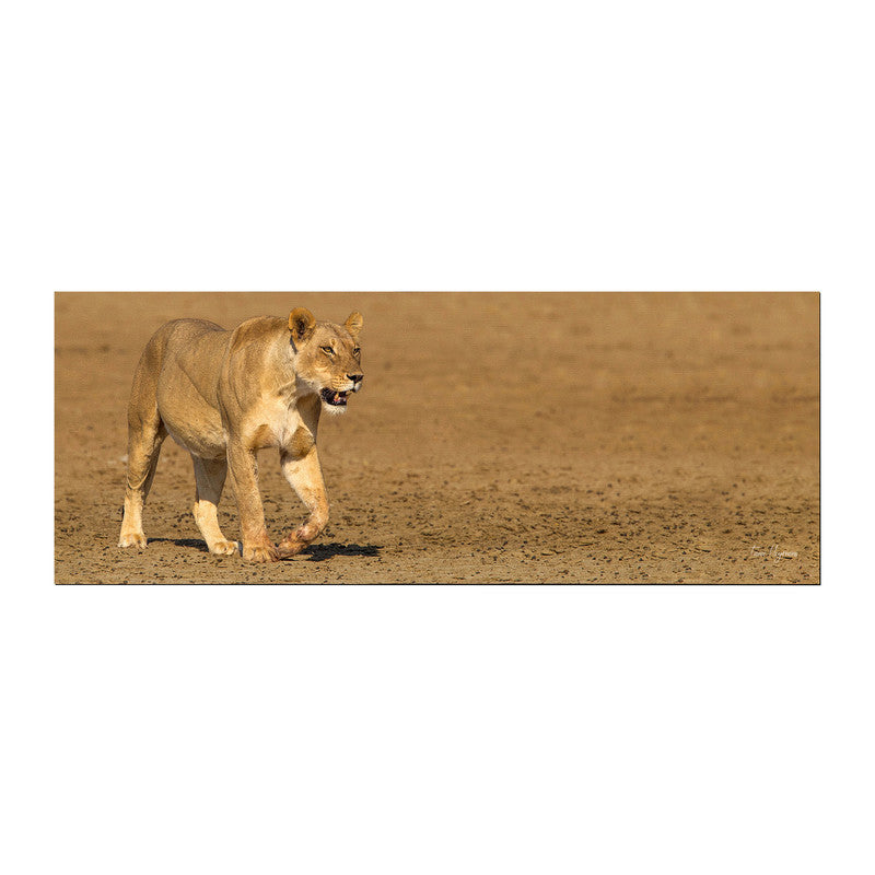 Lioness Strolling in Nossob River bed Large Desk Pad By Fanie Heymans