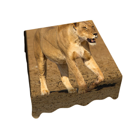 Lioness Strolling in Nossob Riverbed Square Tablecloth By Fanie Heymans