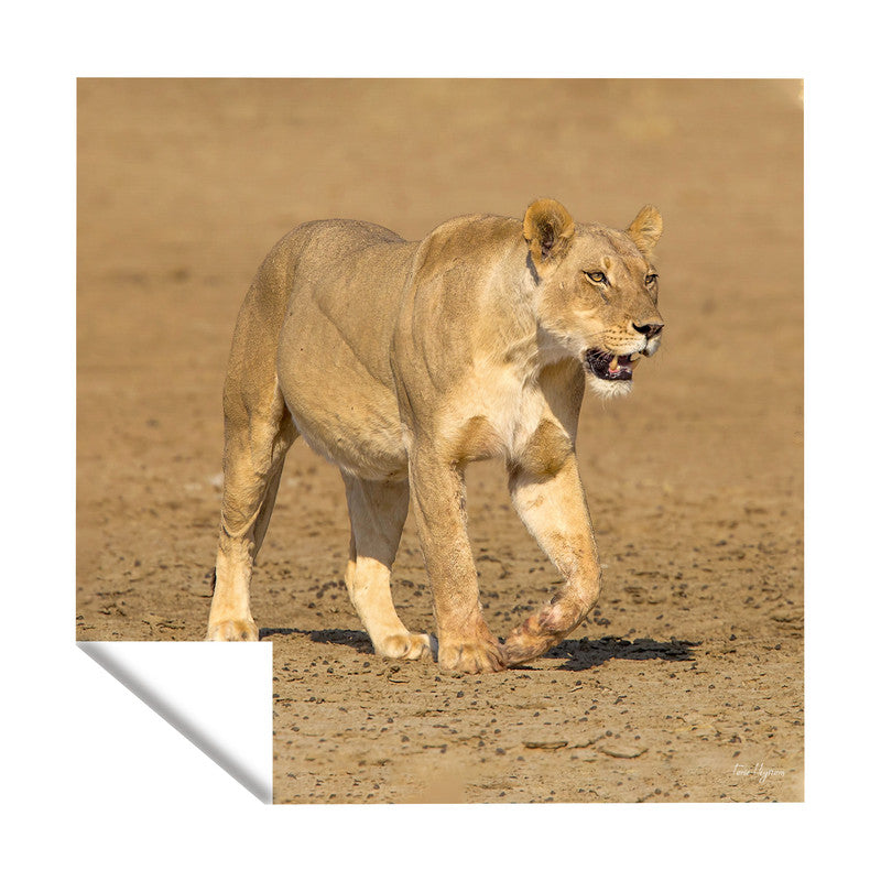 Lioness Strolling in Nossob Riverbed Square Tablecloth By Fanie Heymans