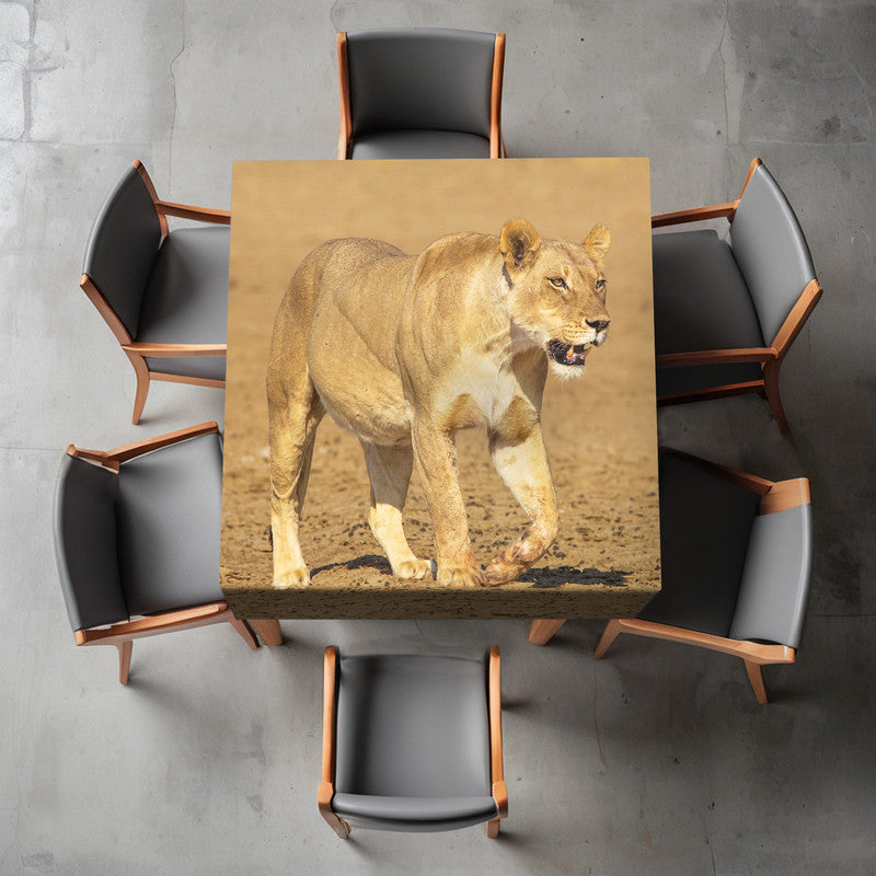 Lioness Strolling in Nossob Riverbed Square Tablecloth By Fanie Heymans
