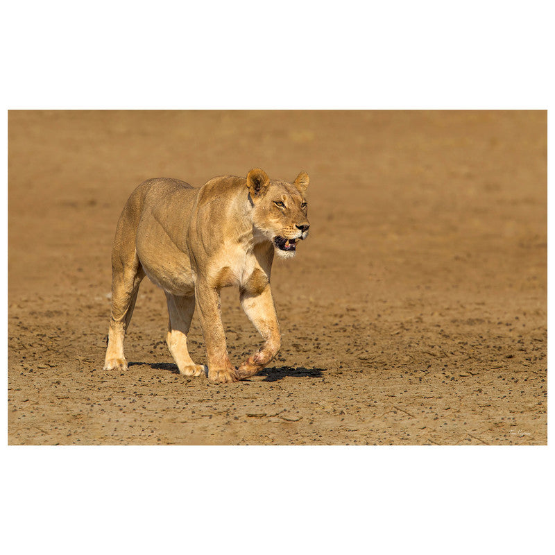 Lioness Strolling in Nossob Riverbed By Fanie Heymans Rectangle Tablecloth