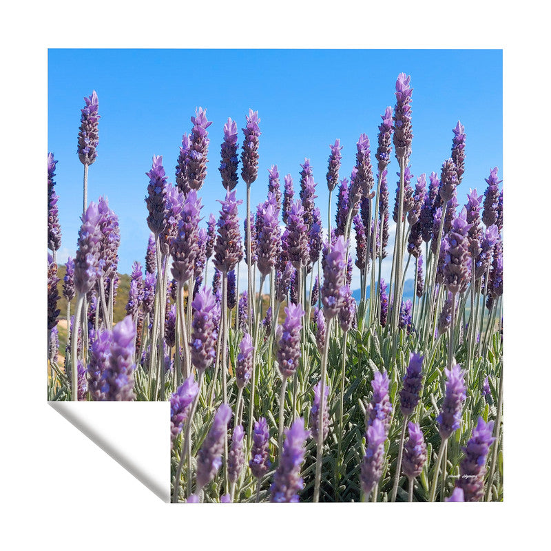 Lovely Lavenders Square Tablecloth by Annette Heymans