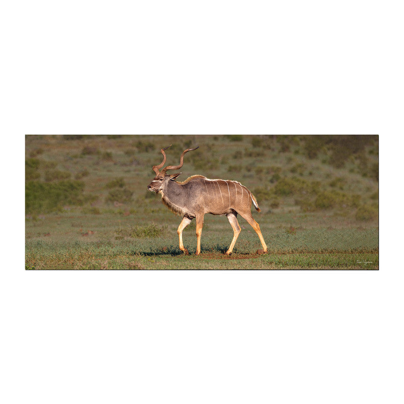 Male Kudu Large Desk Pad by Fanie Heymans