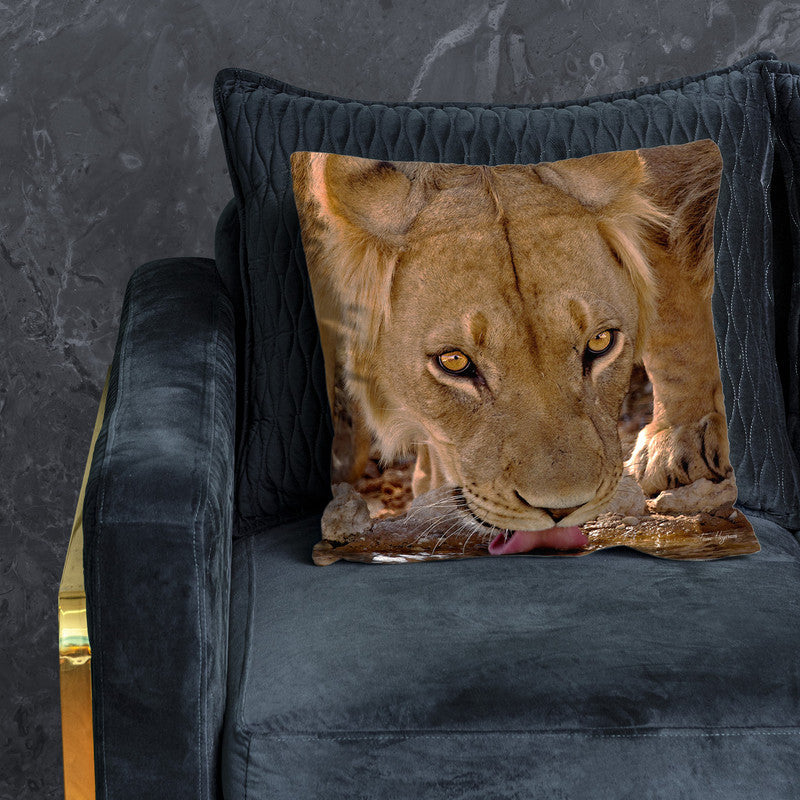 Drinking Male Lion Kgalagadi Luxury Scatter By Fanie Heymans
