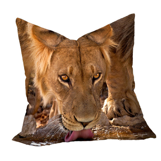 Drinking Male Lion Kgalagadi Luxury Scatter By Fanie Heymans