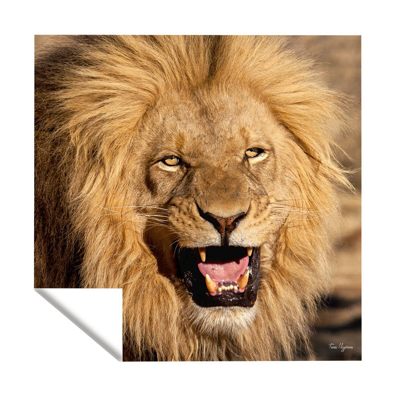 Male Lion Square Tablecloth By Fanie Heymans