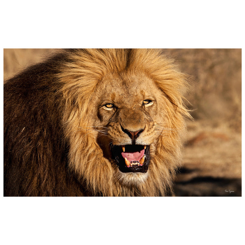 Male Lion By Fanie Heymans Rectangle Tablecloth