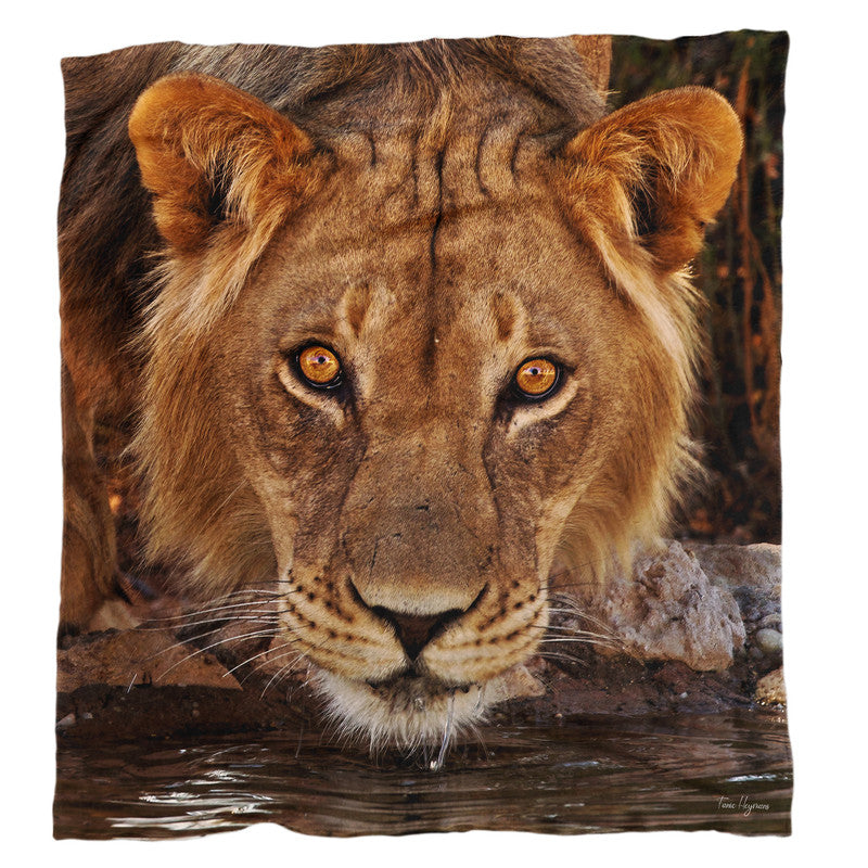 Male Lion Kgalagadi Light Weight Fleece Blanket By Fanie Heymans
