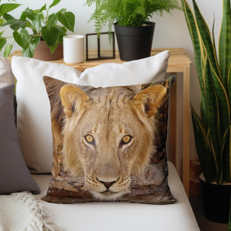 Male Lion Kgalagadi Luxury Scatter By Fanie Heymans