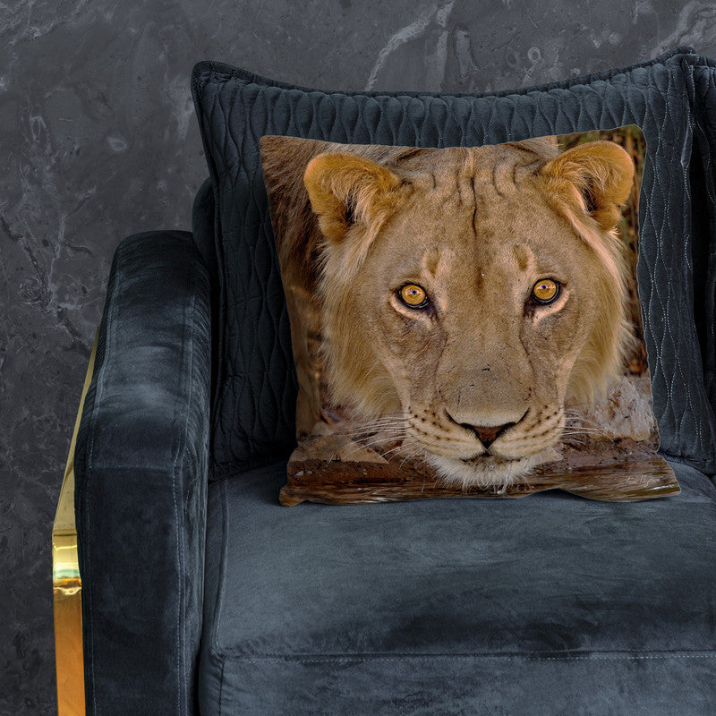 Male Lion Kgalagadi Luxury Scatter By Fanie Heymans