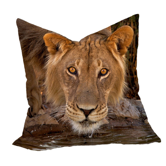 Male Lion Kgalagadi Luxury Scatter By Fanie Heymans