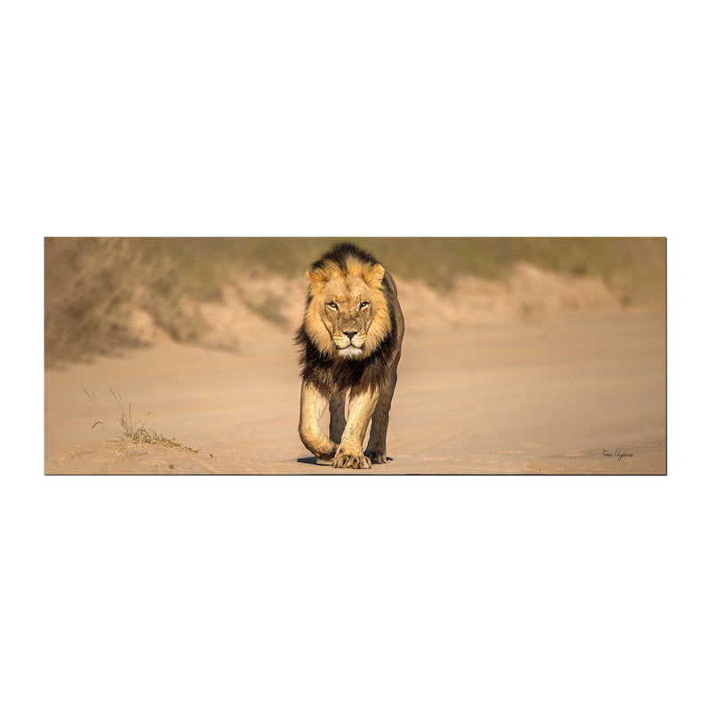 Male Lion Middle Desk Pad by Fanie Heymans