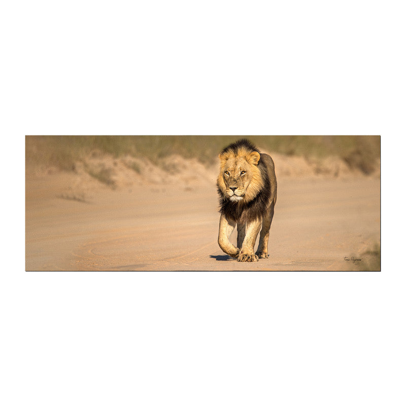 Male Lion Right Desk Pad by Fanie Heymans