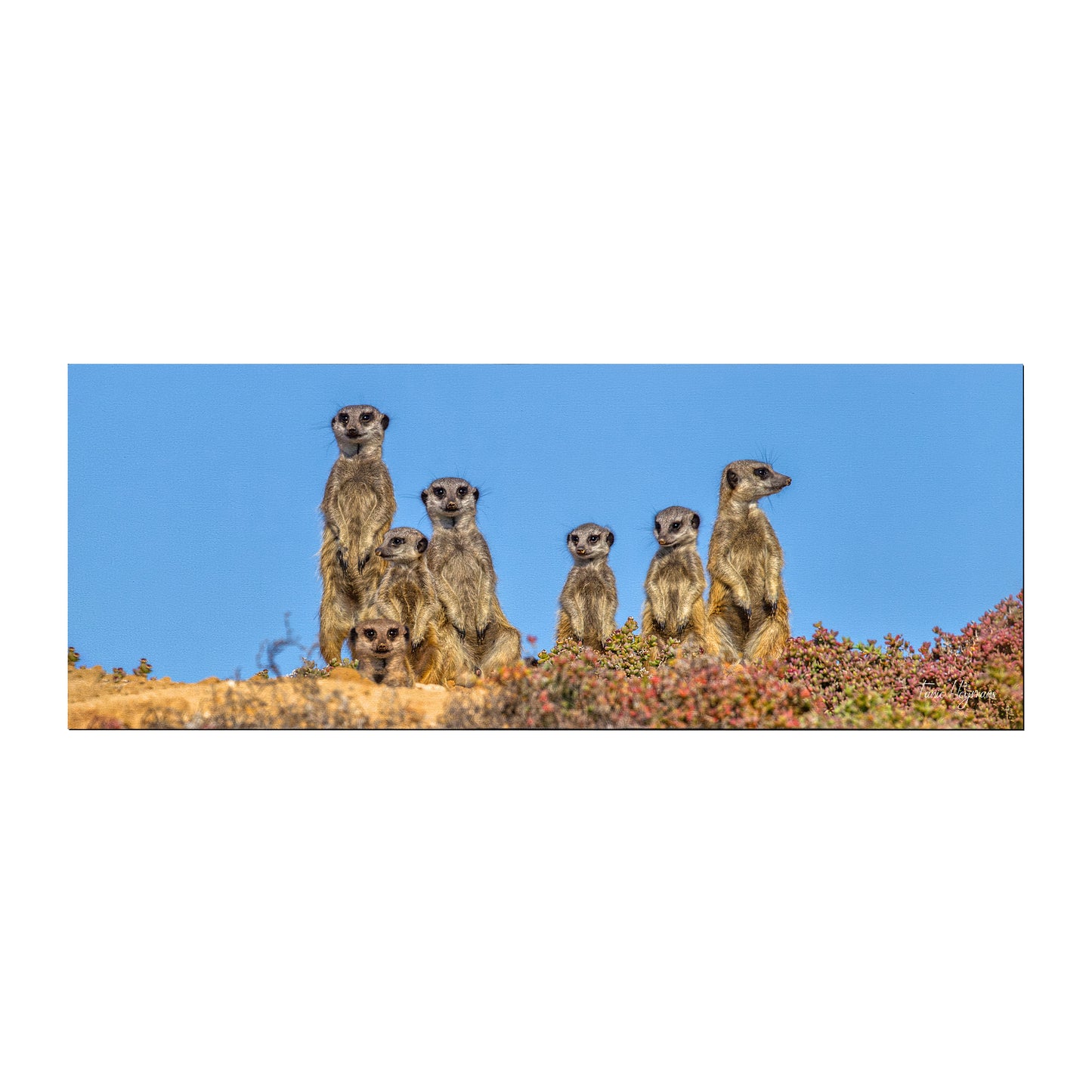 Meerkat Family Desk Pad by Fanie Heymans