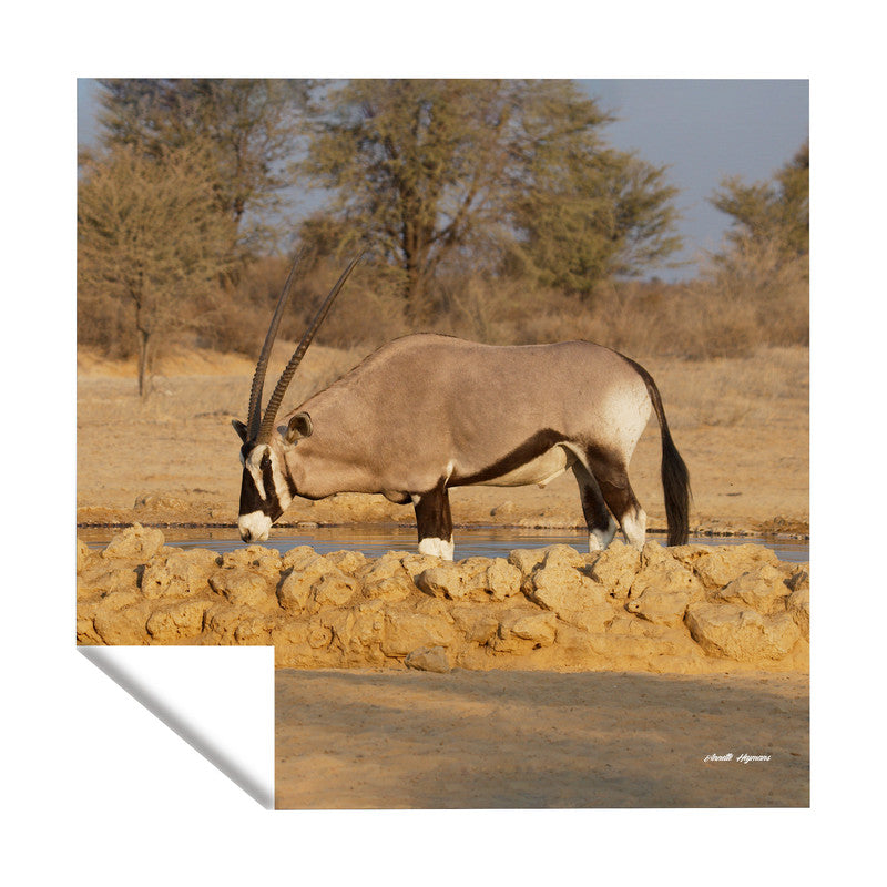 Oryx Bull Square Tablecloth by Annette Heymans