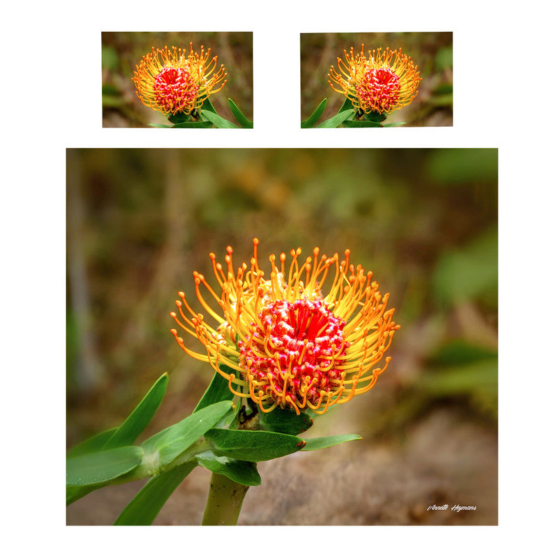 Pincushion Protea Duvet Cover Set by Annette Heymans