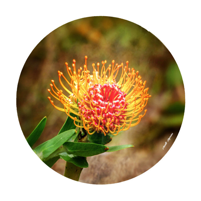 Pincushion Protea Round Tablecloth by Annette Heymans