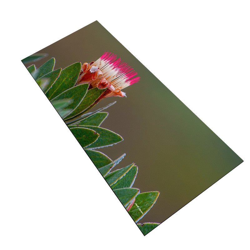 Pink Protea Large Desk Pad by Annette Heymans