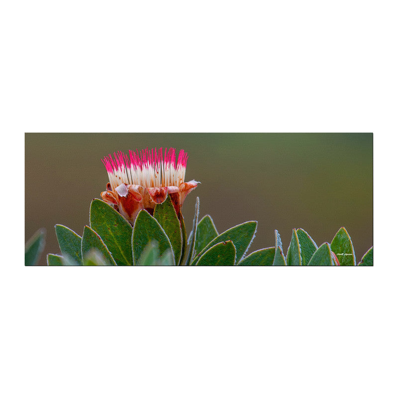 Pink Protea Large Desk Pad by Annette Heymans