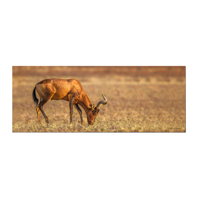 Red Hartebeest Grazing Desk Pad by Fanie Heymans