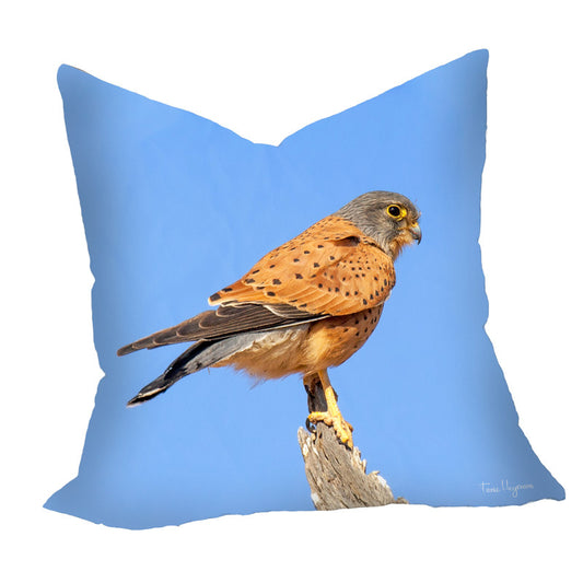 Rock Kestrel Luxury Scatter By Fanie Heymans