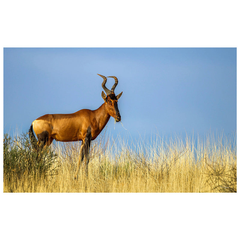 Rooi Hartebees By Fanie Heymans Rectangle Tablecloth