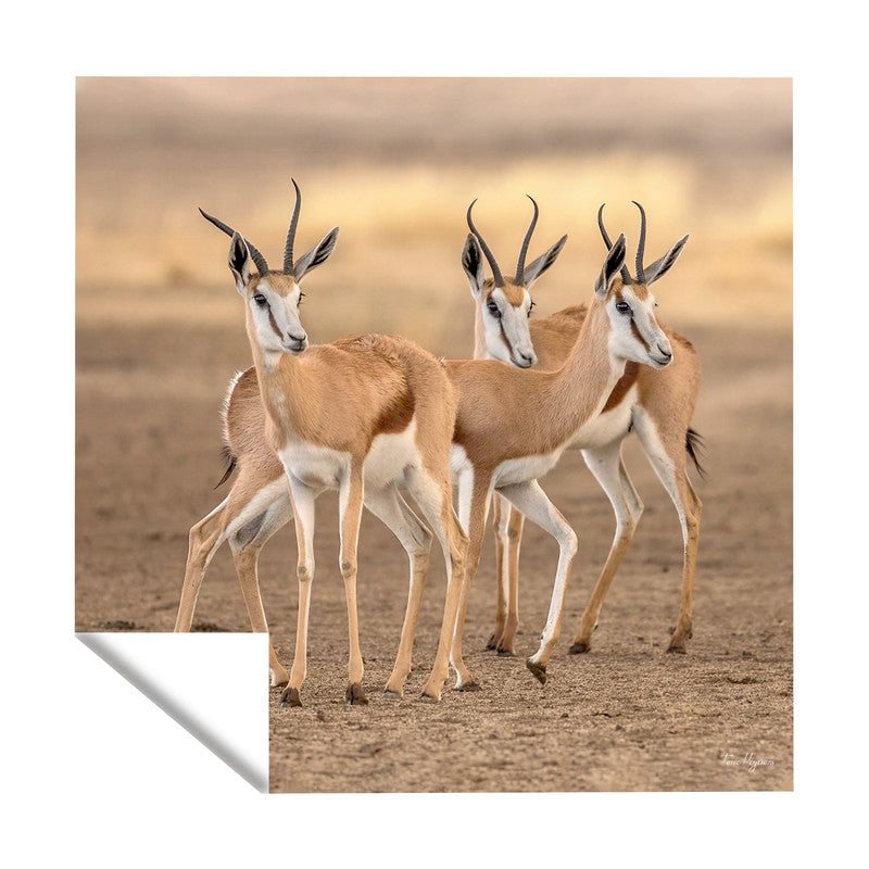 Springbok Gathering Square Tablecloth By Fanie Heymans