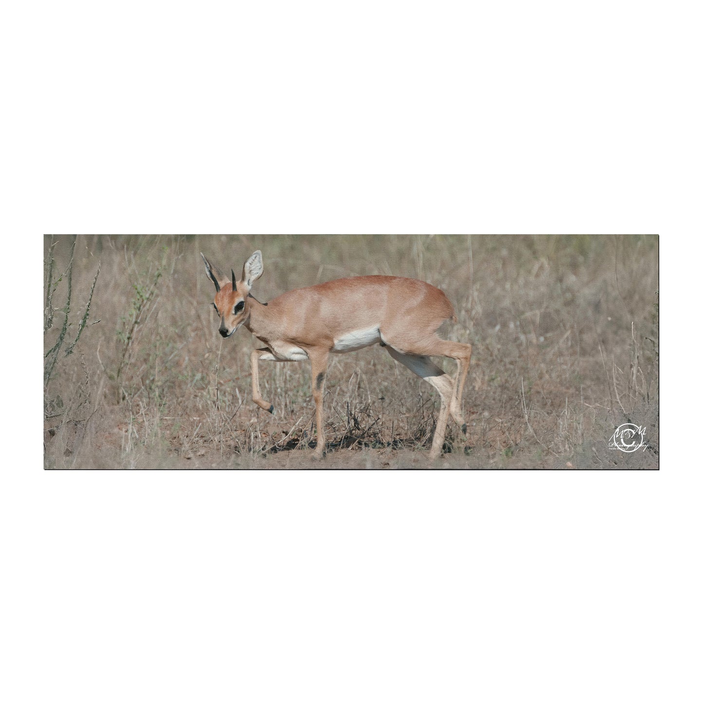 Steenbokkie Desk Pad by Ferdie Muller