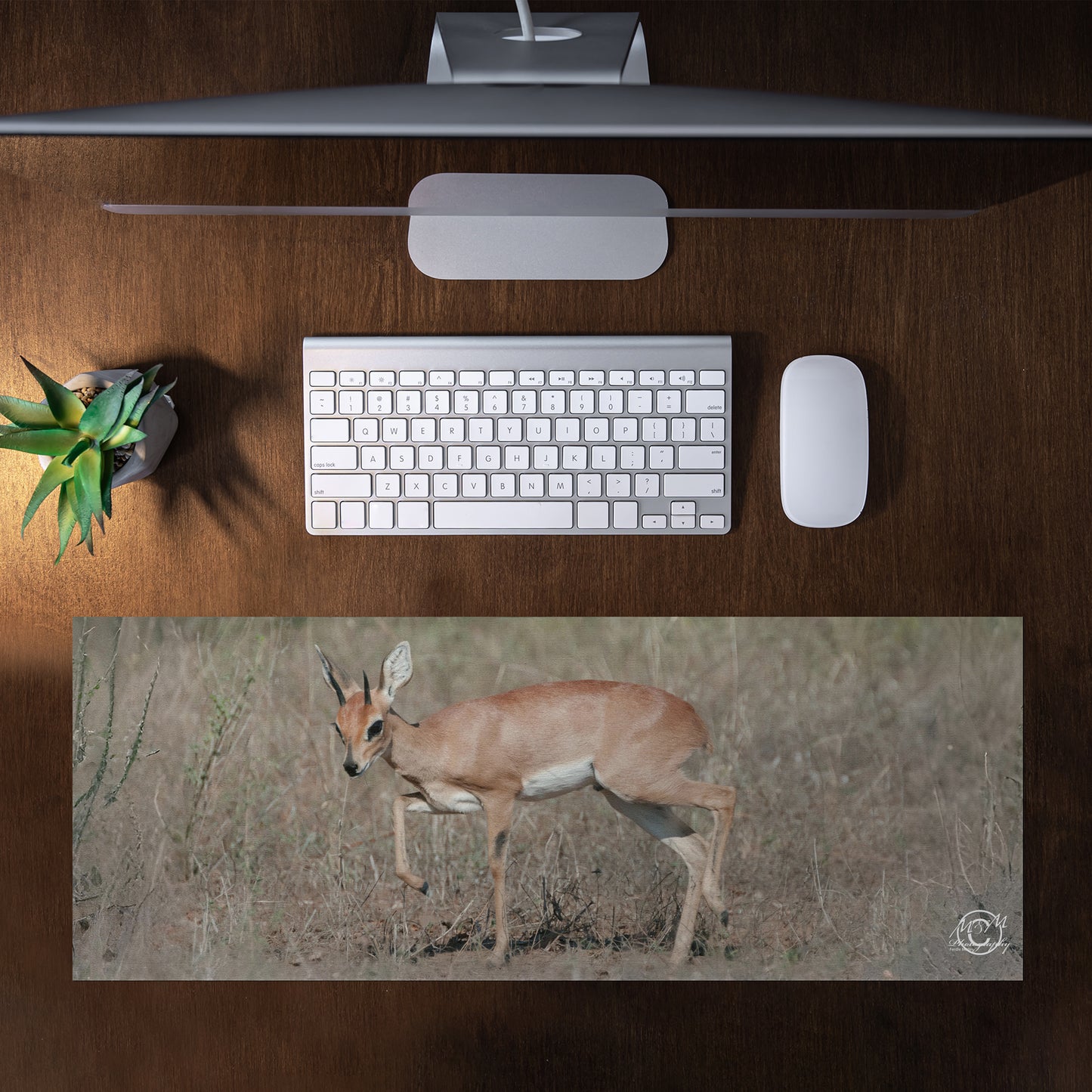 Steenbokkie Desk Pad by Ferdie Muller