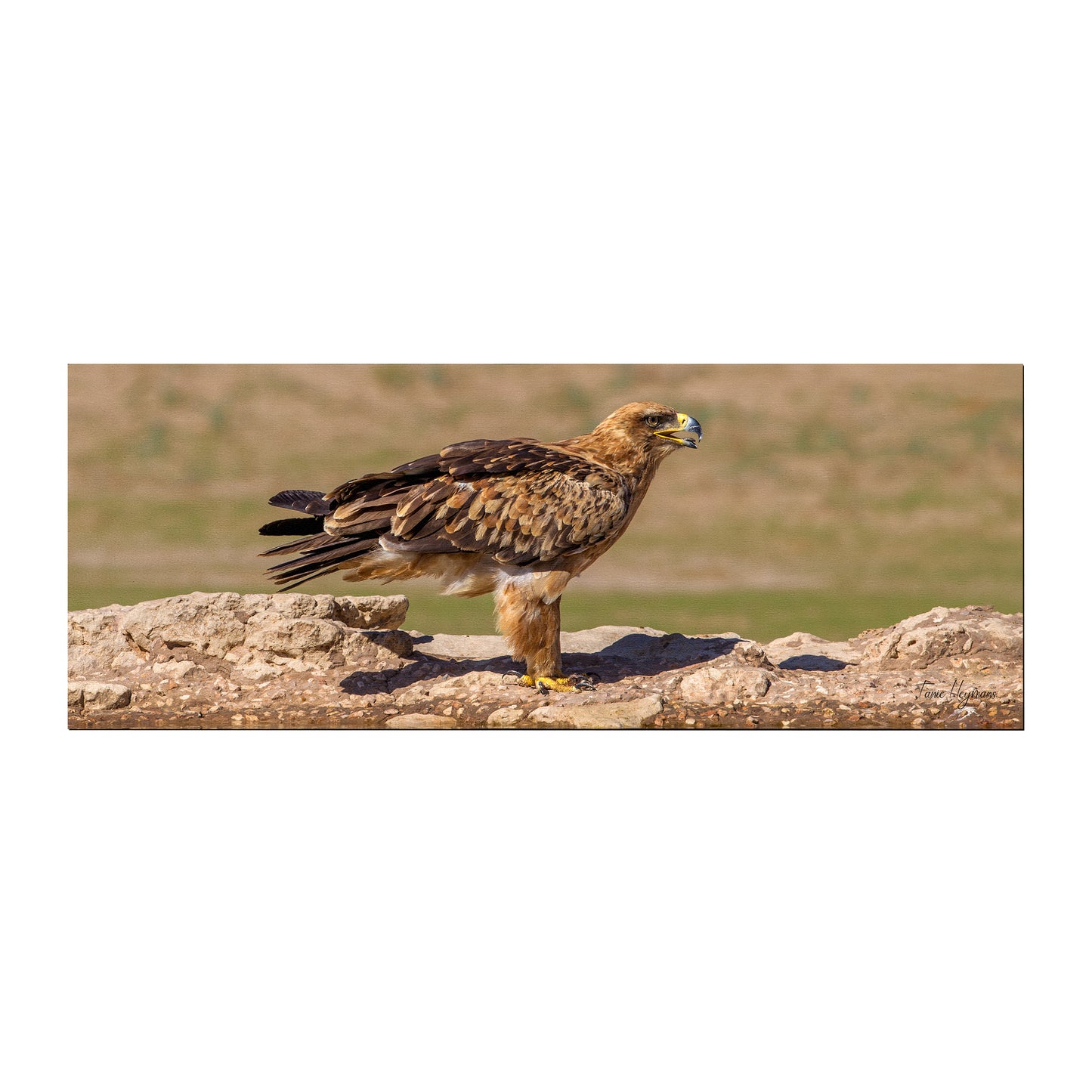 Tawney Eagle Desk Pad by Fanie Heymans