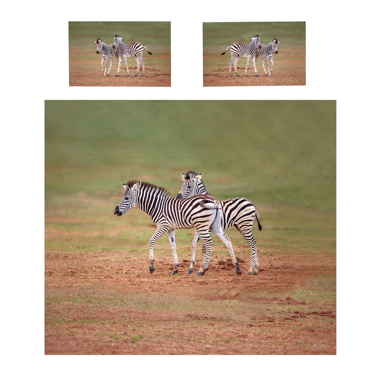 Two Zebra Foals Duvet Cover Set by Fanie Heymans