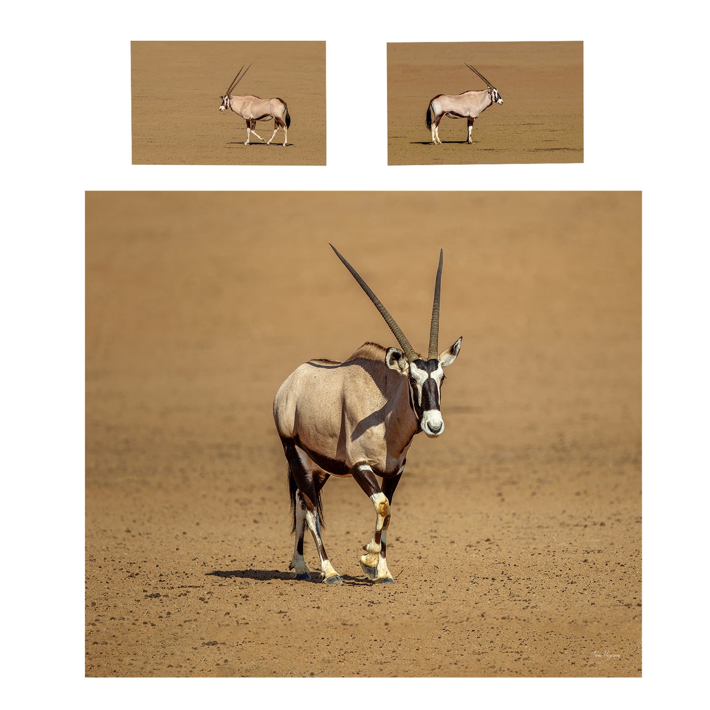 Warthog on a stroll Duvet Cover Set by Fanie Heymans