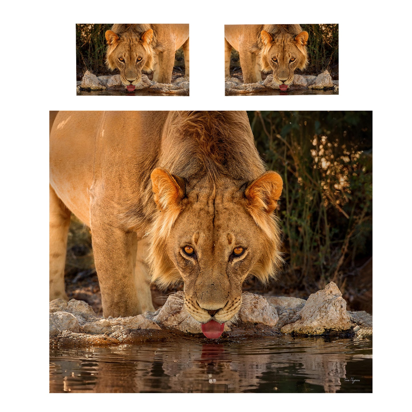 Young Male Lion Duvet Cover Set by Fanie Heymans