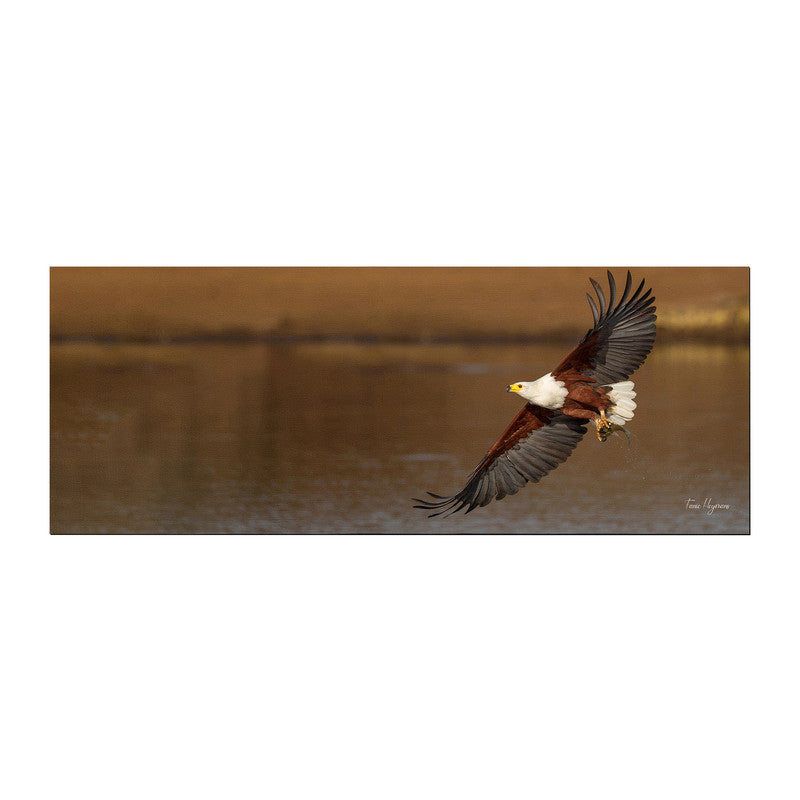 african fish eagle visarend flyby Large Desk Pad By Fanie Heymans