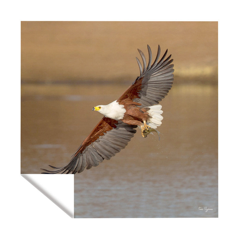 African Fish Eagle Flyby Square Tablecloth By Fanie Heymans