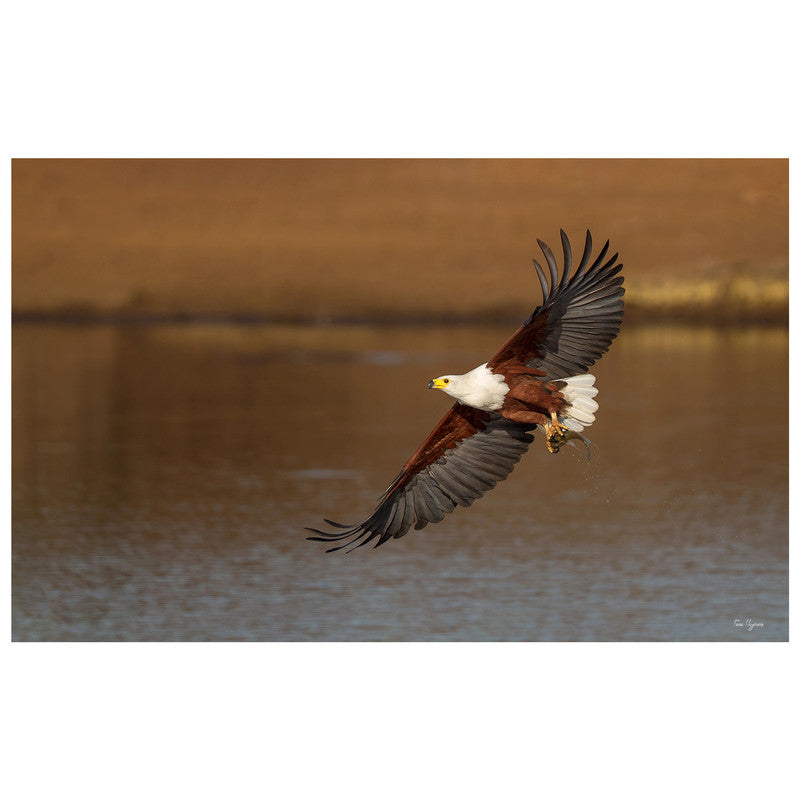 African Fish Eagle Flyby by Fanie Heymans Rectangle Tablecloth
