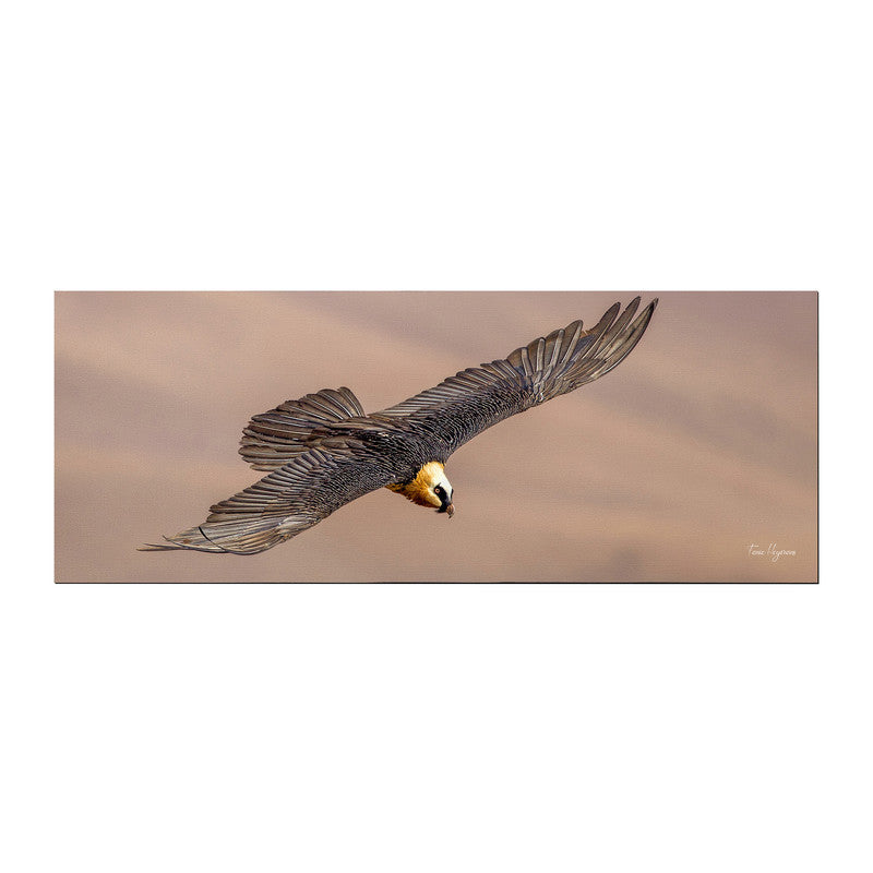 bearded vulture spread wings Large Desk Pad By Fanie Heymans