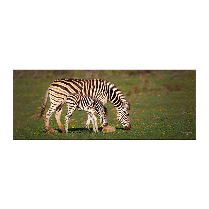 zebra mother baby wildlife Large Desk Pad By Fanie Heymans