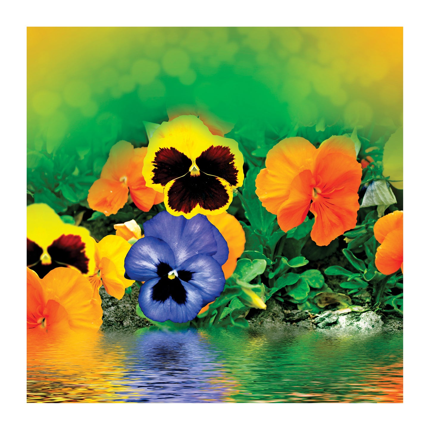 Pansies Square Tablecloth