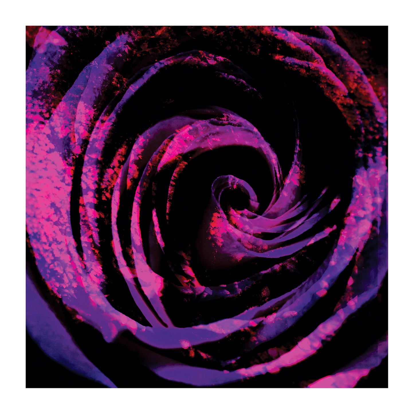 Purple Pink Rose Square Tablecloth