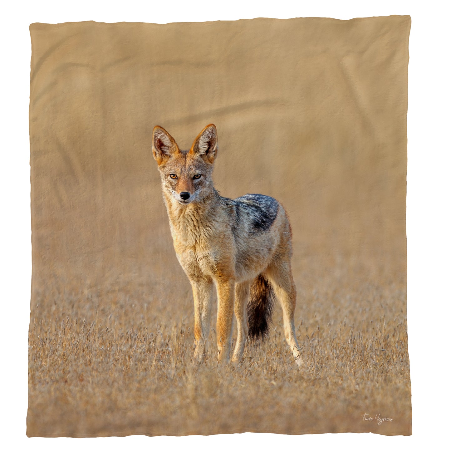 Blacked Backed Jackal Light Weight Fleece Blanket by Fanie Heymans