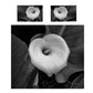 Calla Lily Duvet Cover Set by Annette Heymans