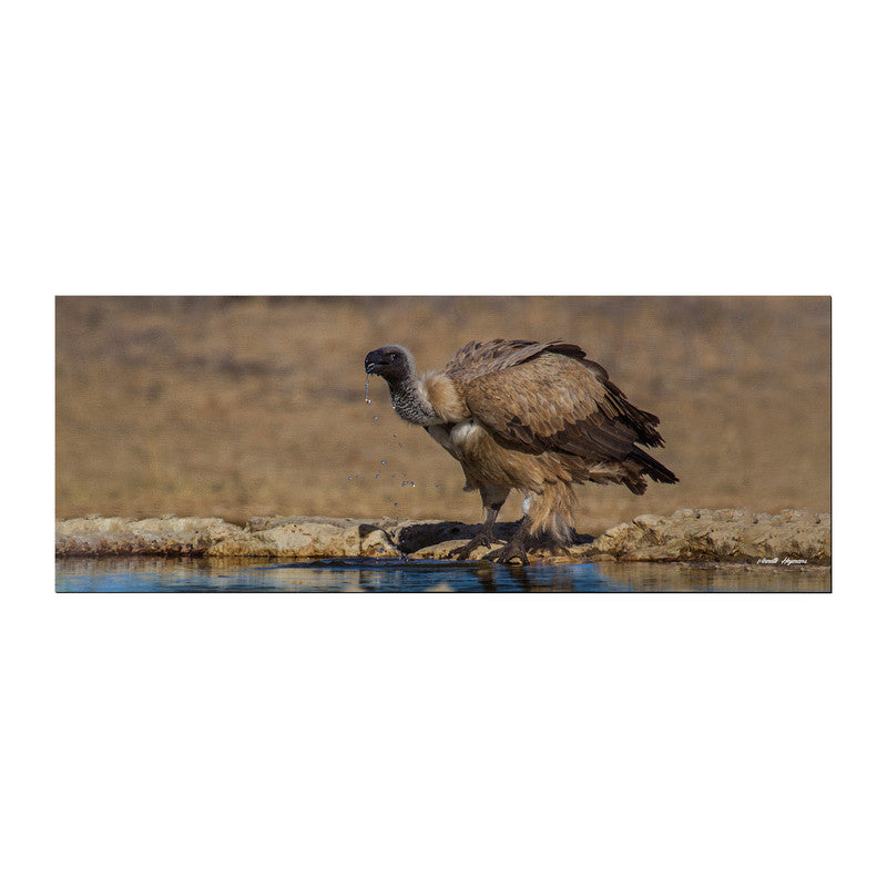 Cape Vulture Drinking Large Desk Pad By Annette Heymans