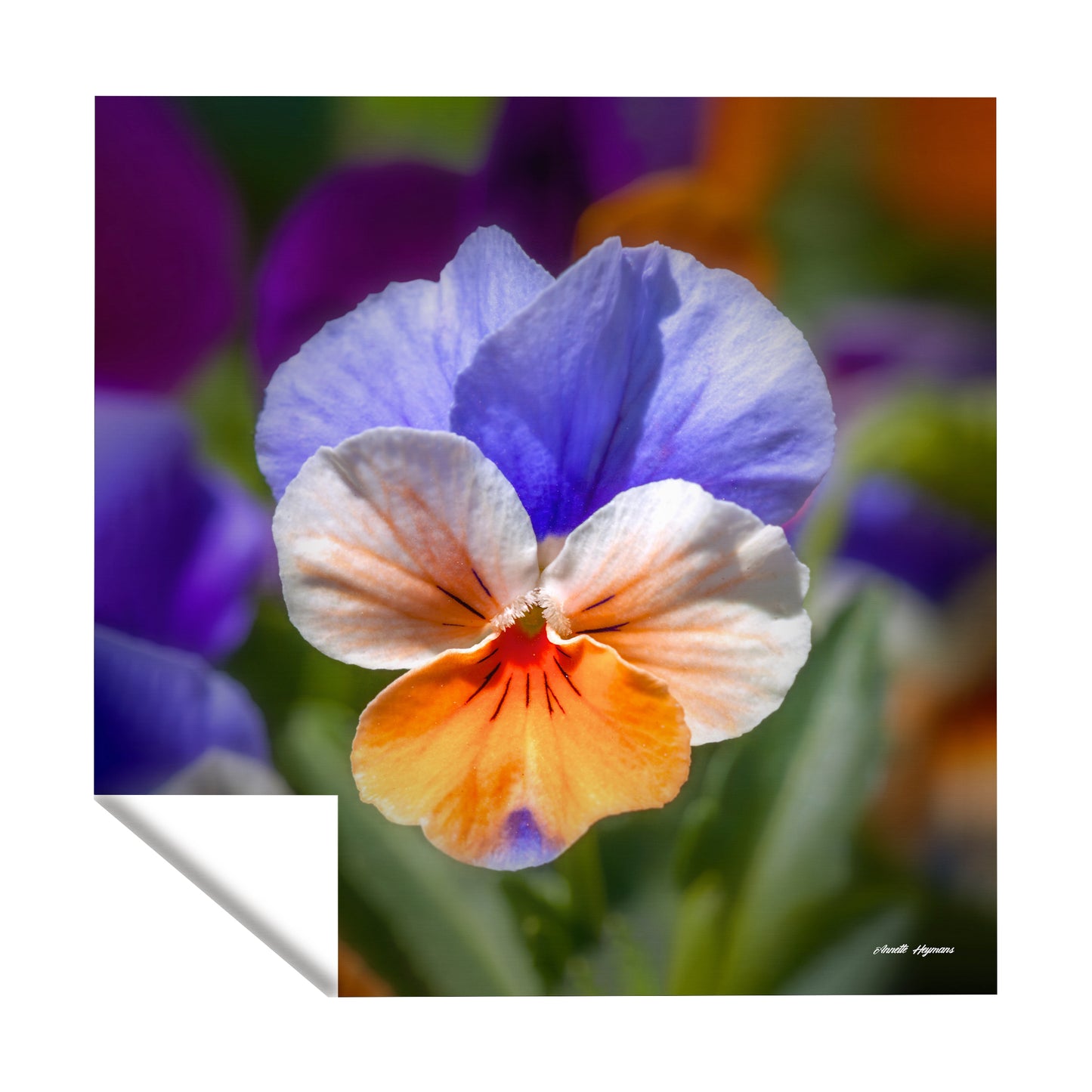 Colourful Pansy Square Tablecloth by Annette Heymans