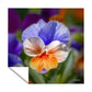 Colourful Pansy Square Tablecloth by Annette Heymans