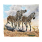 Zebra Light Weight Fleece Blanket by Delene Lambert.