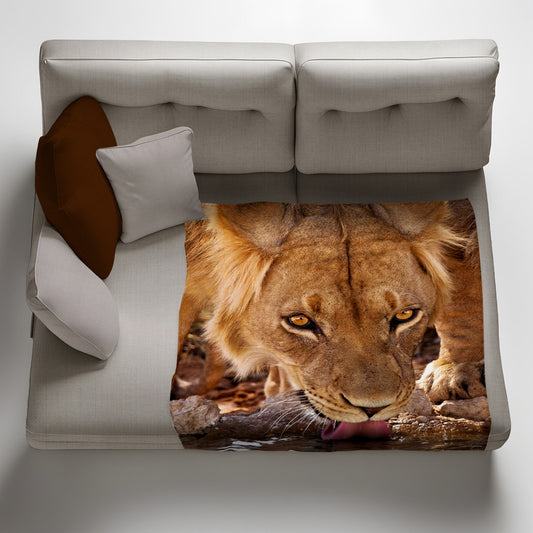 Drinking Male Lion Leeu Panthera Kgalagadiv Light Weigt Fleece Blanket By Fanie Heymans