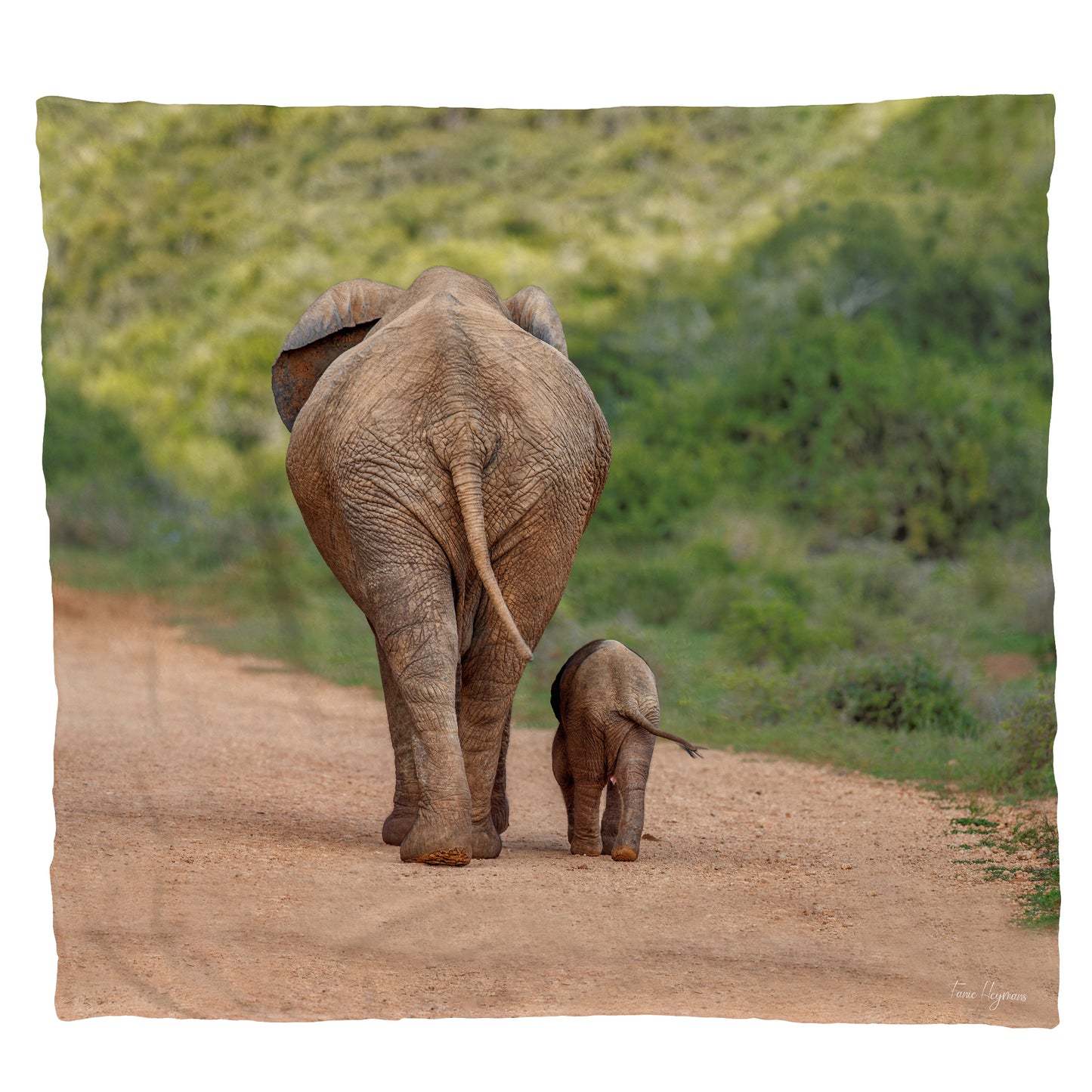 Elephant Mom And Calf Walking Away Light Weight Fleece Blanket by Fanie Heymans